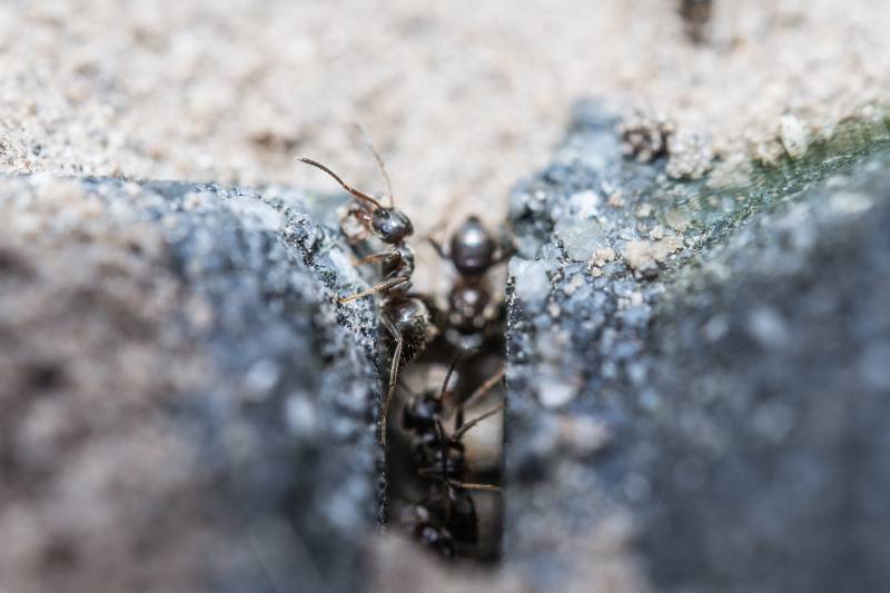 Détruire un nid de fourmis dans le jardin de maison