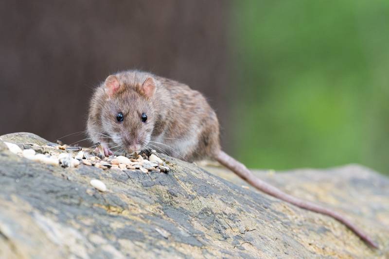 Lutter contre la présence de rats dans une entreprise dans le 83