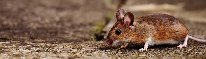 Traitement pour invasion de souris dans le 13