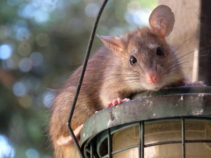 Traiter les rats dans un restaurant dans le 13